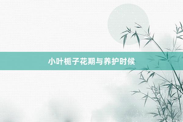 小叶栀子花期与养护时候
